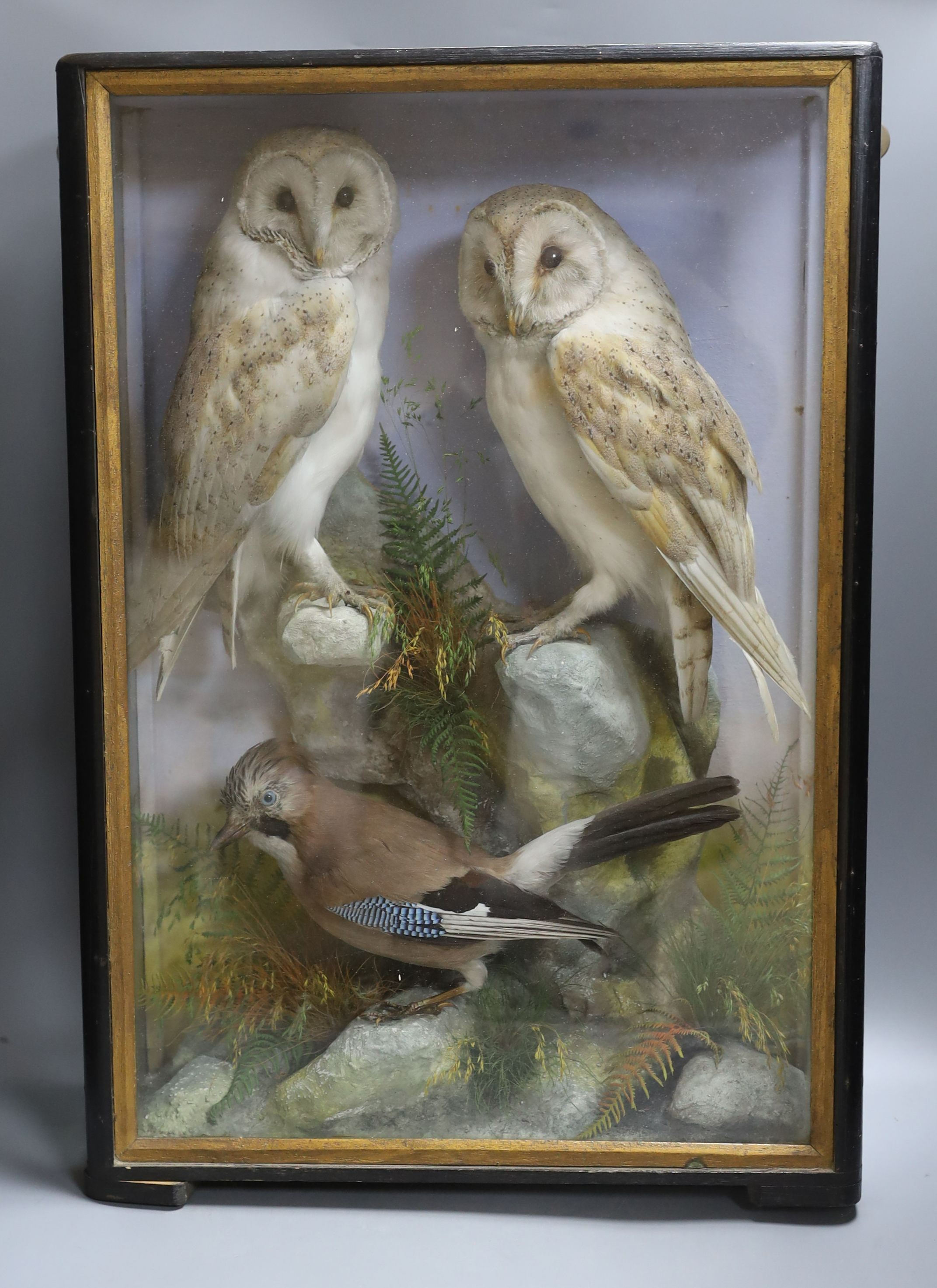 A pair of taxidermic perched Barn Owls, together with a Jay amongst terrain in wooden glazed case - 62.5cm tall